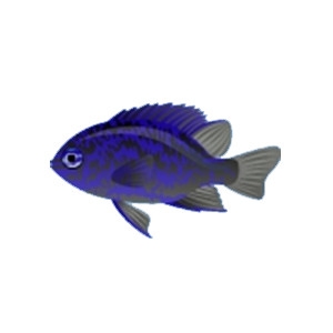 Ocellate Damselfish